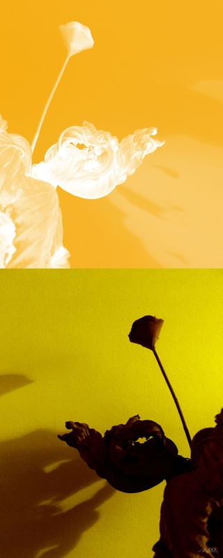 DIÁLOGO COM AS SOMBRAS I