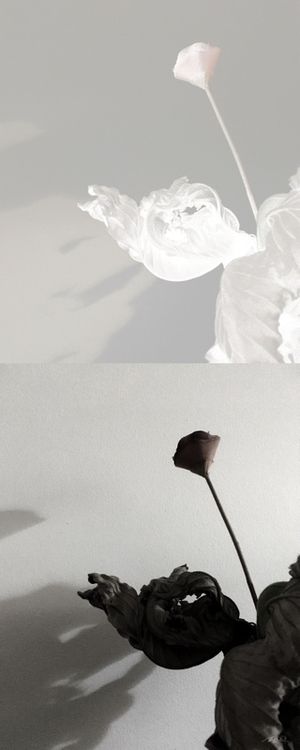 DIÁLOGO COM AS SOMBRAS II