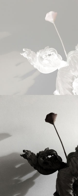 DIÁLOGO COM AS SOMBRAS II