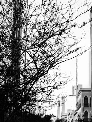 BRANCHES XV
