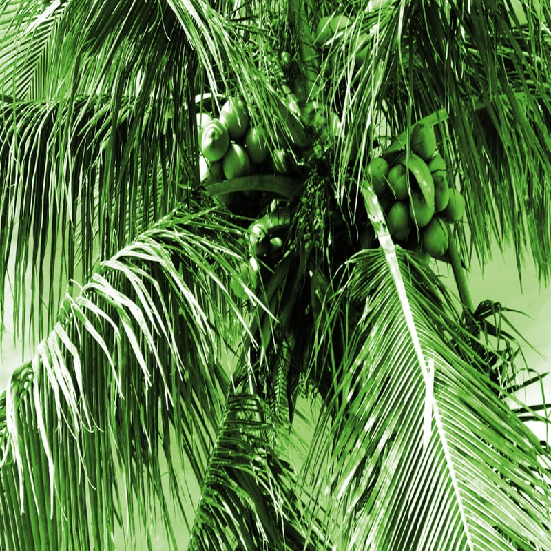 ÁGUA DE COCO 01 ARTISTA GLORIA RIMES
