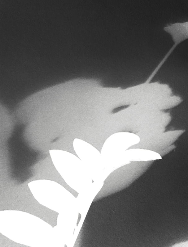 DIALOGANDO COM AS SOMBRAS VI