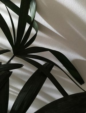 DIALOGANDO COM AS SOMBRAS IX