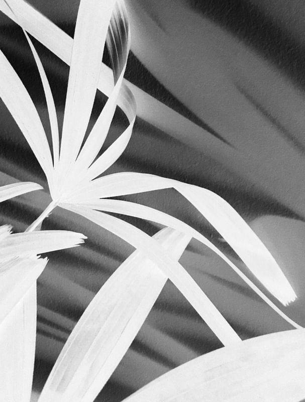 DIALOGANDO COM AS SOMBRAS X