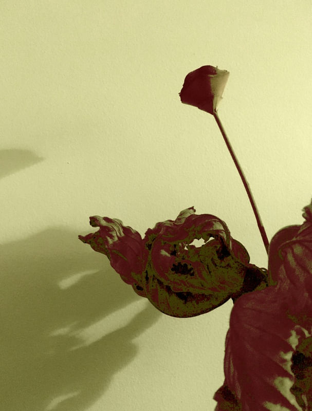 DIALOGANDO COM AS SOMBRAS XI