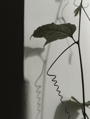 DIALOGANDO COM AS SOMBRAS XVI