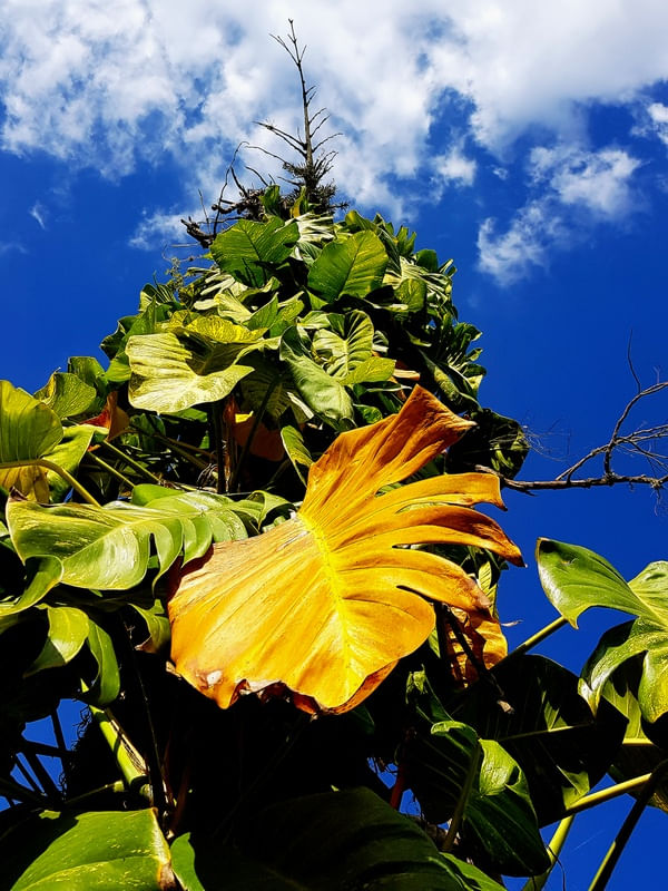 SOL CÉU AZUL E PLANTAS