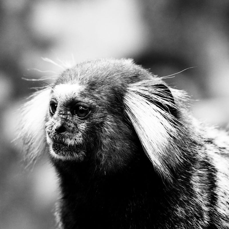 O OLHAR DO SAGUI