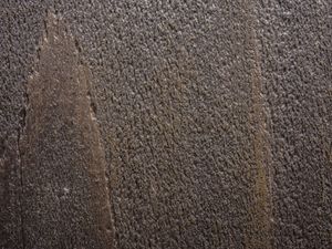 TEXTURA TAIWAN NATUREZA