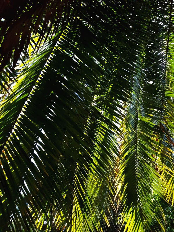 NATUREZA SOL E SOMBRA