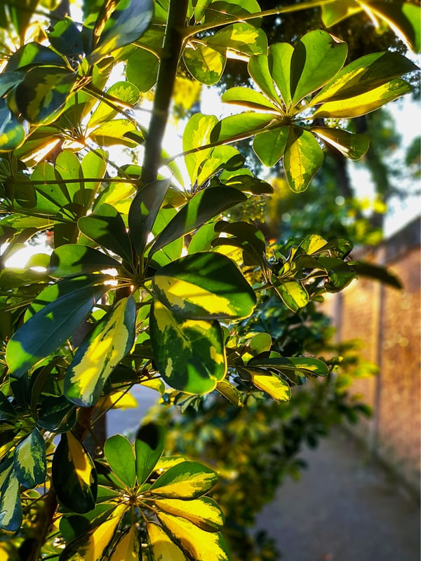 SOL E PLANTAS