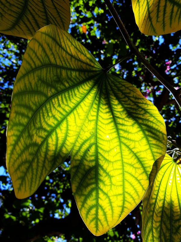 SOL E PATA DE VACA