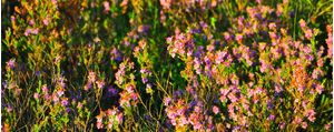 FLORES II