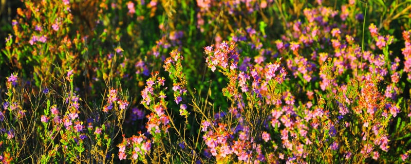 FLORES II
