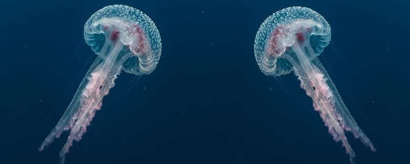 AGUA VIVA PANORAMA
