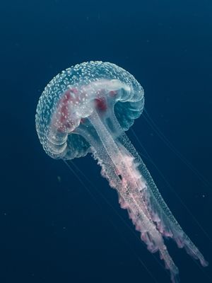 CARAVELA