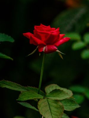 BELA ROSA VERMELHA