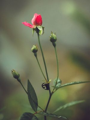 BOTÃO DE ROSA