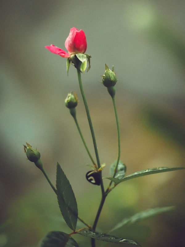 BOTÃO DE ROSA