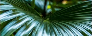 SERENOA REP (PH)