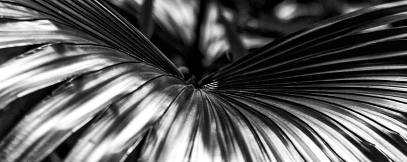 SERENOA REP PB (PH)