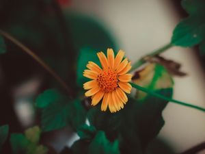 AMOR EM FLORES