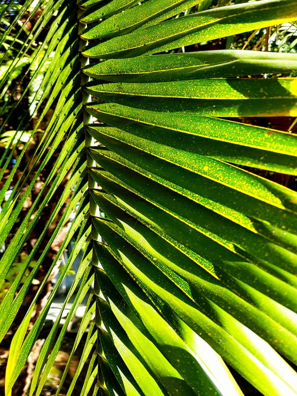 SOL NA FOLHA VERDE E AMARELA