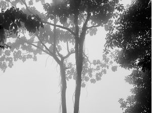 FLORESTA COM NÉVOA - PB