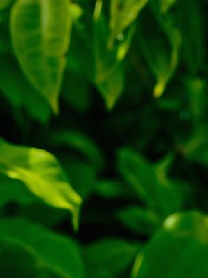 FOLHAGEM VERDE BRILHANTE