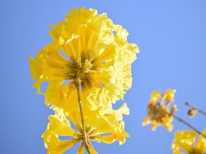 FLOR DO IPÊ 01