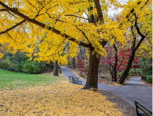 CENTRAL PARK NYC