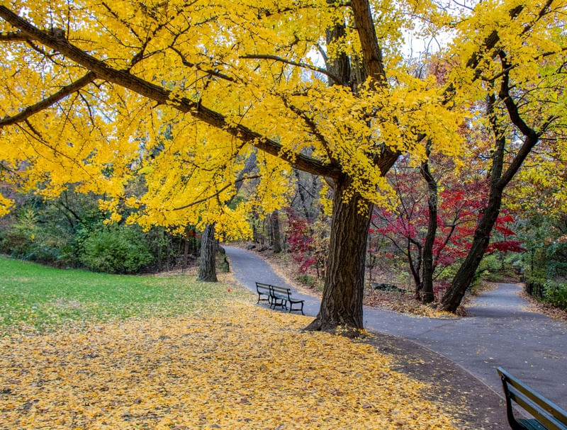 CENTRAL PARK NYC