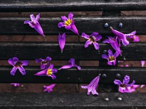 FLORES DE IPÊ NO BANCO