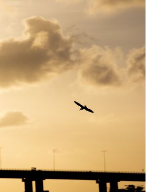 O PLANADOR SOLITARIO