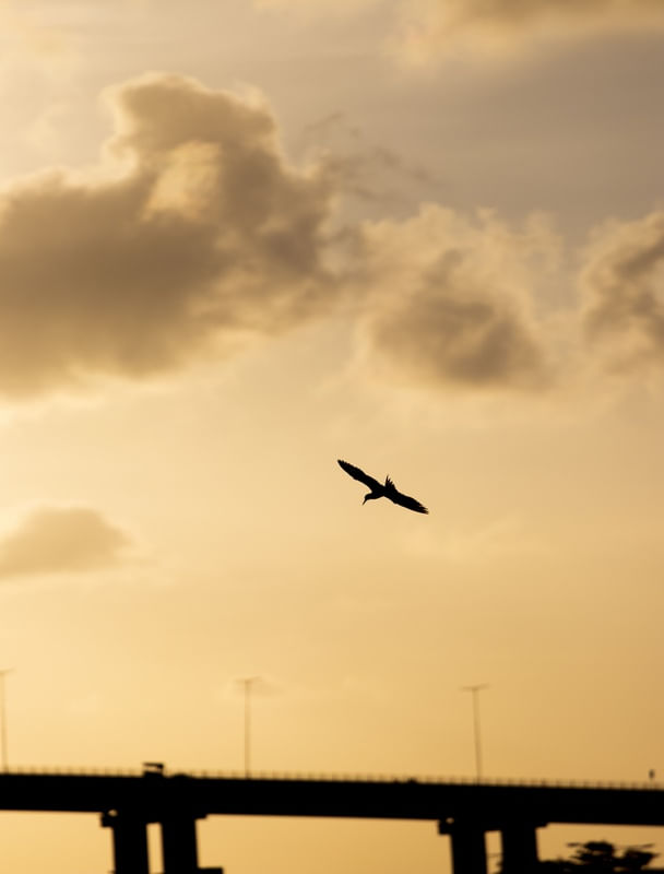 O PLANADOR SOLITARIO
