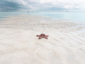 ESTRELA DE ZANZIBAR