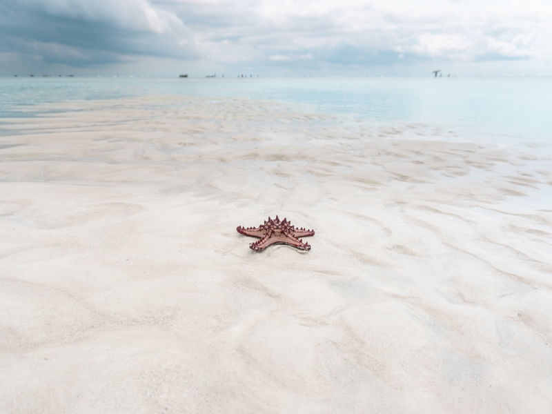 ESTRELA DE ZANZIBAR