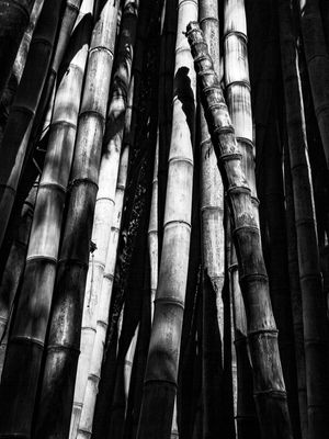 BAMBU 72019 - 2