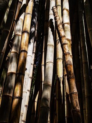 BAMBU 72019 - 1
