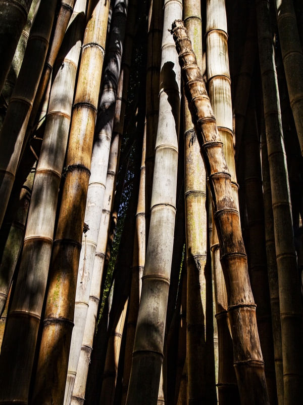 BAMBU 72019 - 1