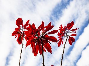 FOLHAS VERMELHAS - 1
