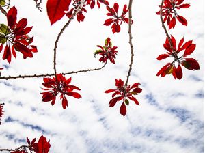 FOLHAS VERMELHAS - 2