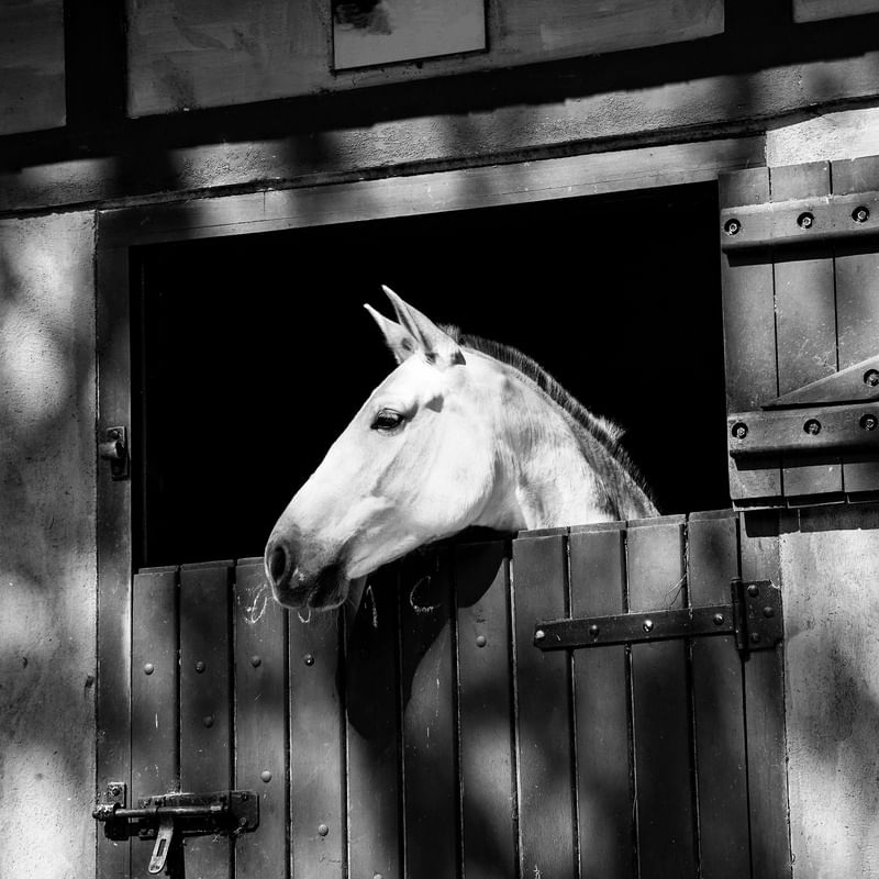 CAVALO 72019 - 1