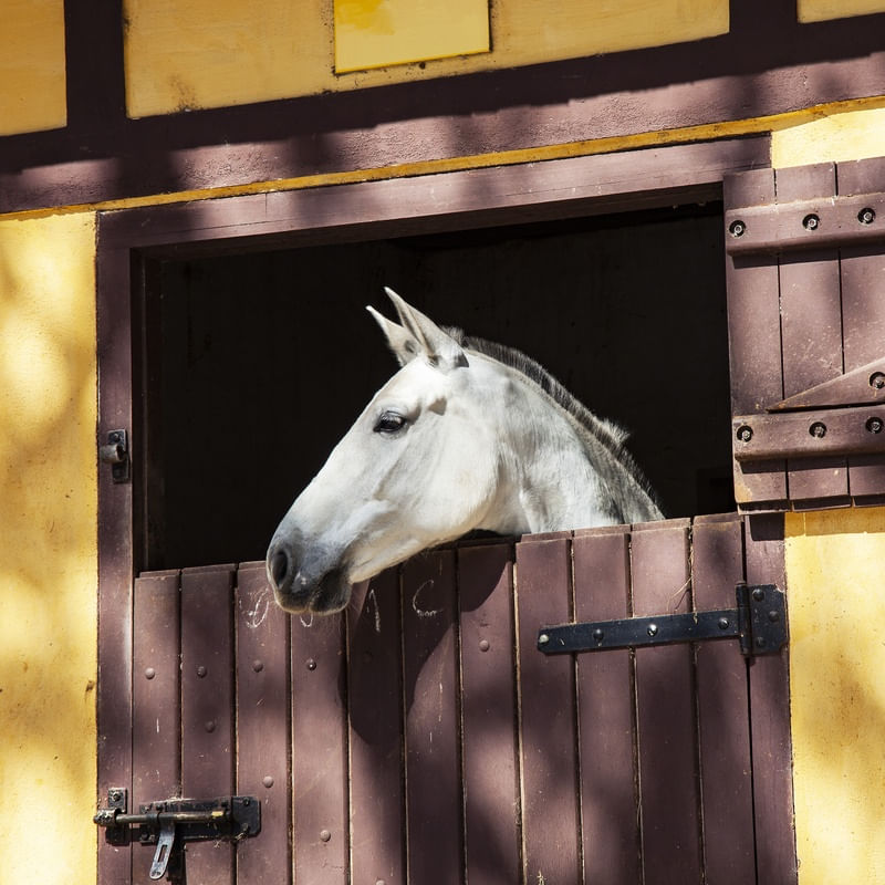CAVALO 72019 - 2