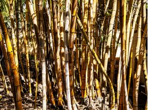 BAMBU AMARELO 72019