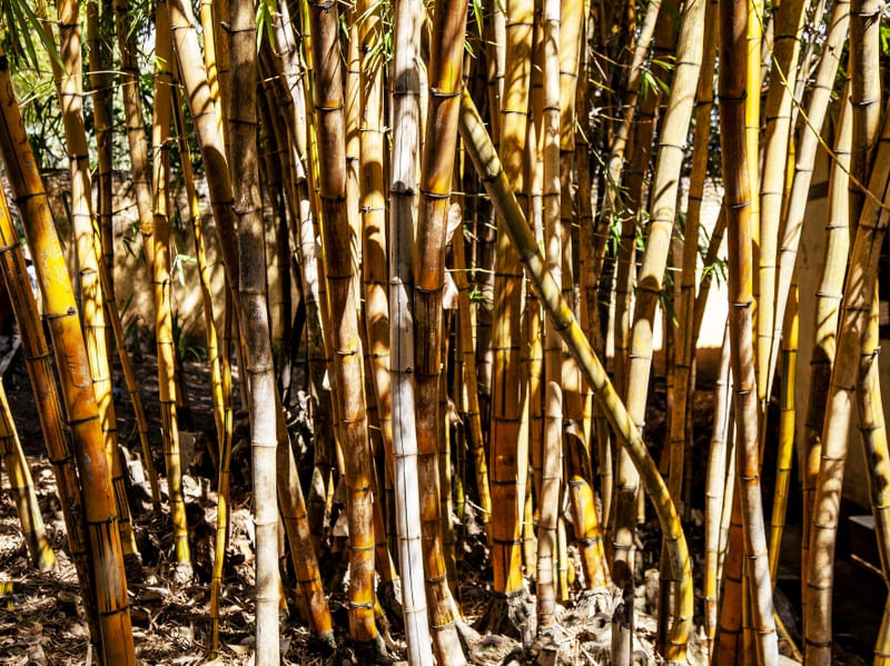 BAMBU AMARELO 72019