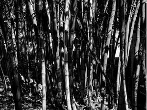 BAMBU 72019 - PB