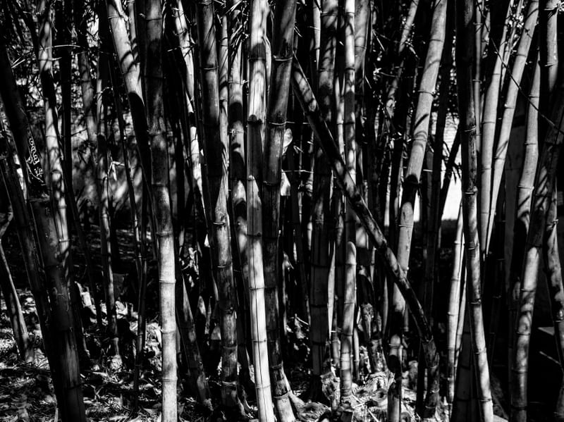 BAMBU 72019 - PB
