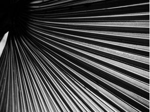 FOLHA COM LINHAS DIAGONAIS 72019 2