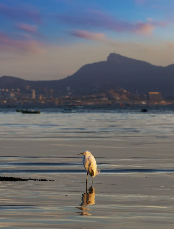 OBSERVADOR SOLITARIO